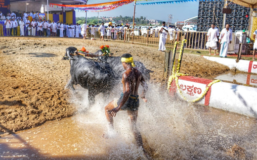 Mangaluru Kambala